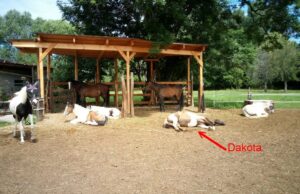 Dakota mit der Herde beim Mittagsschlaf